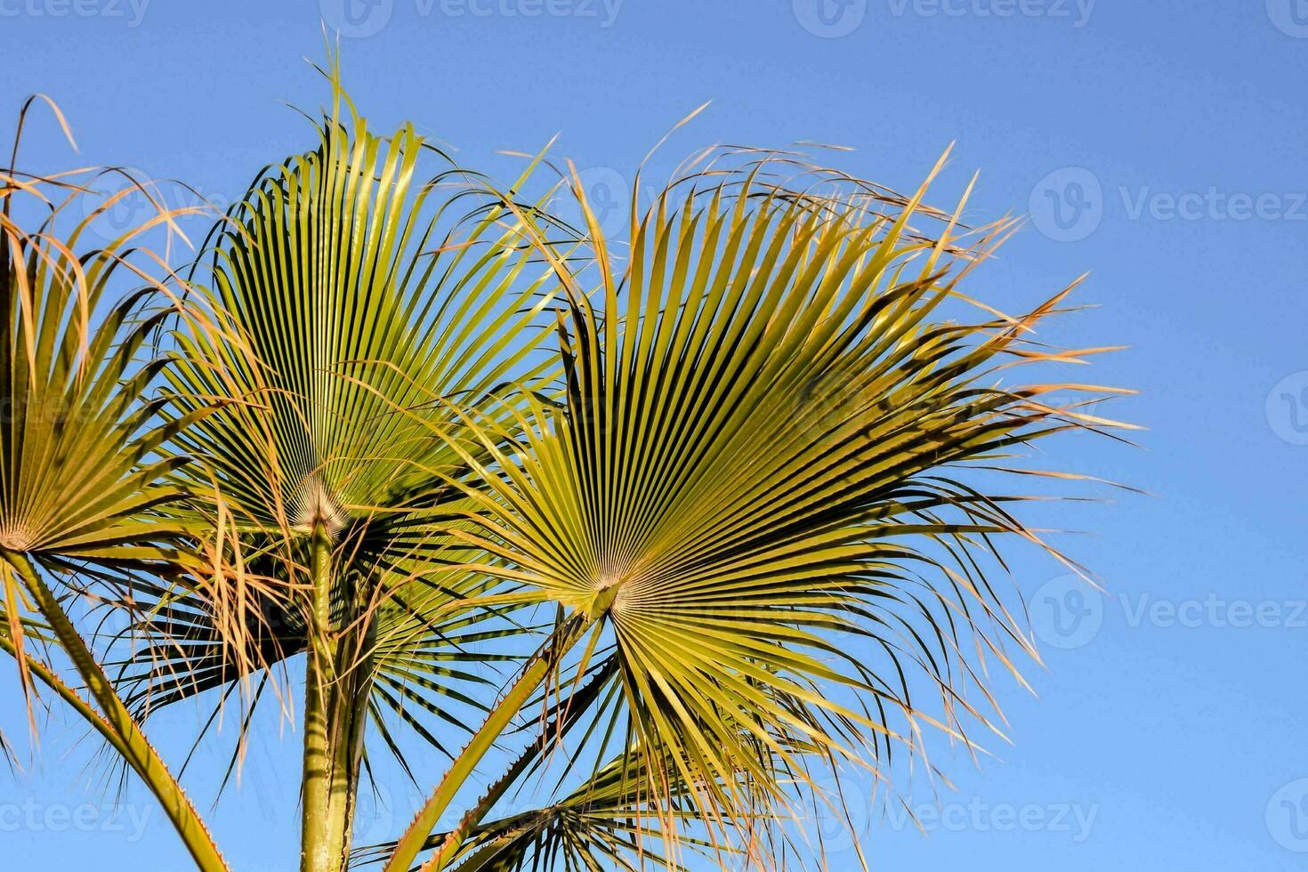 a palm tree with leaves against a blue sky photo