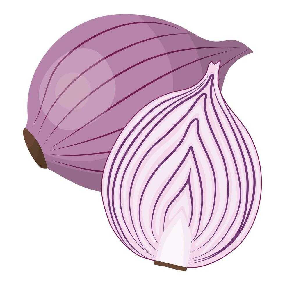 Red onion, whole and half. Isolated vector illustration on a white background