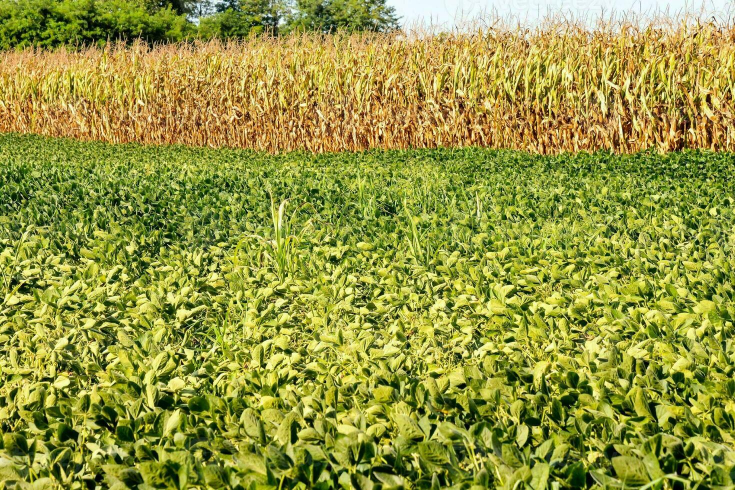 a field of green soybeans with a tree in the background photo