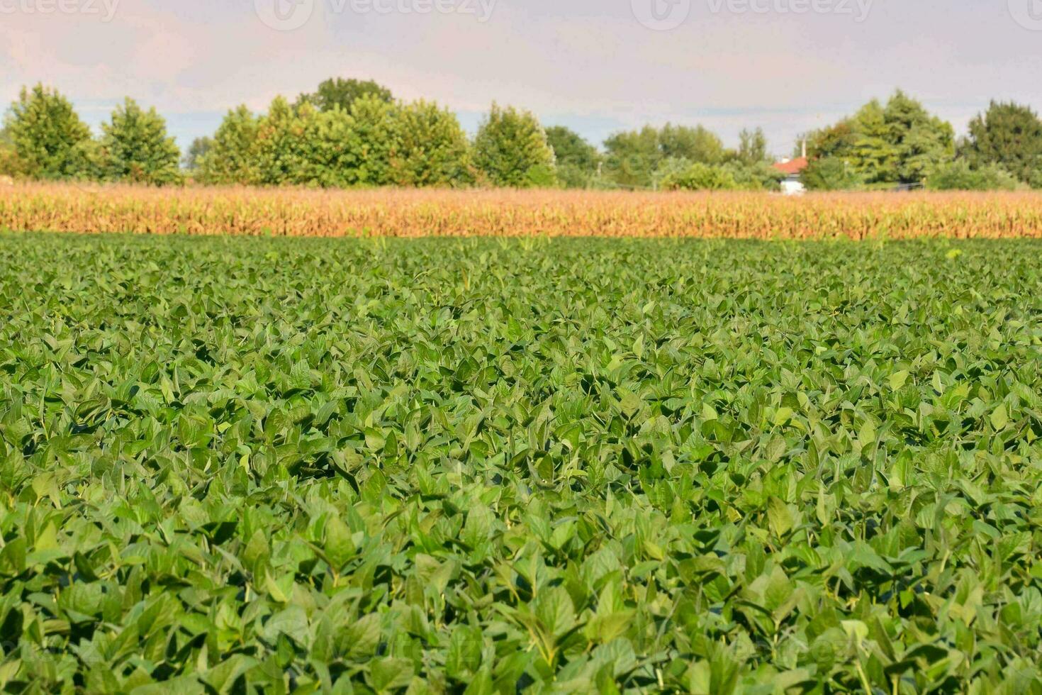 a field of green soybeans with a tree in the background photo