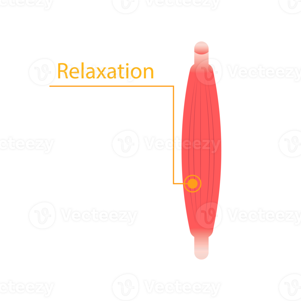 stretch muscles flat design png