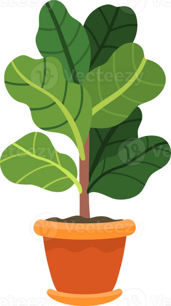plant leaf flower png