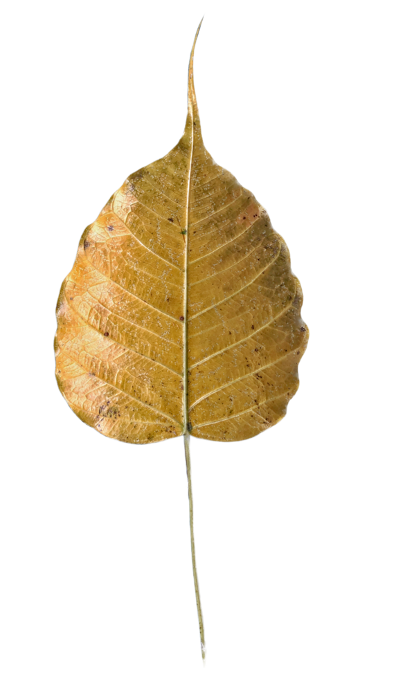 bodhi hoja oro budismo hoja png