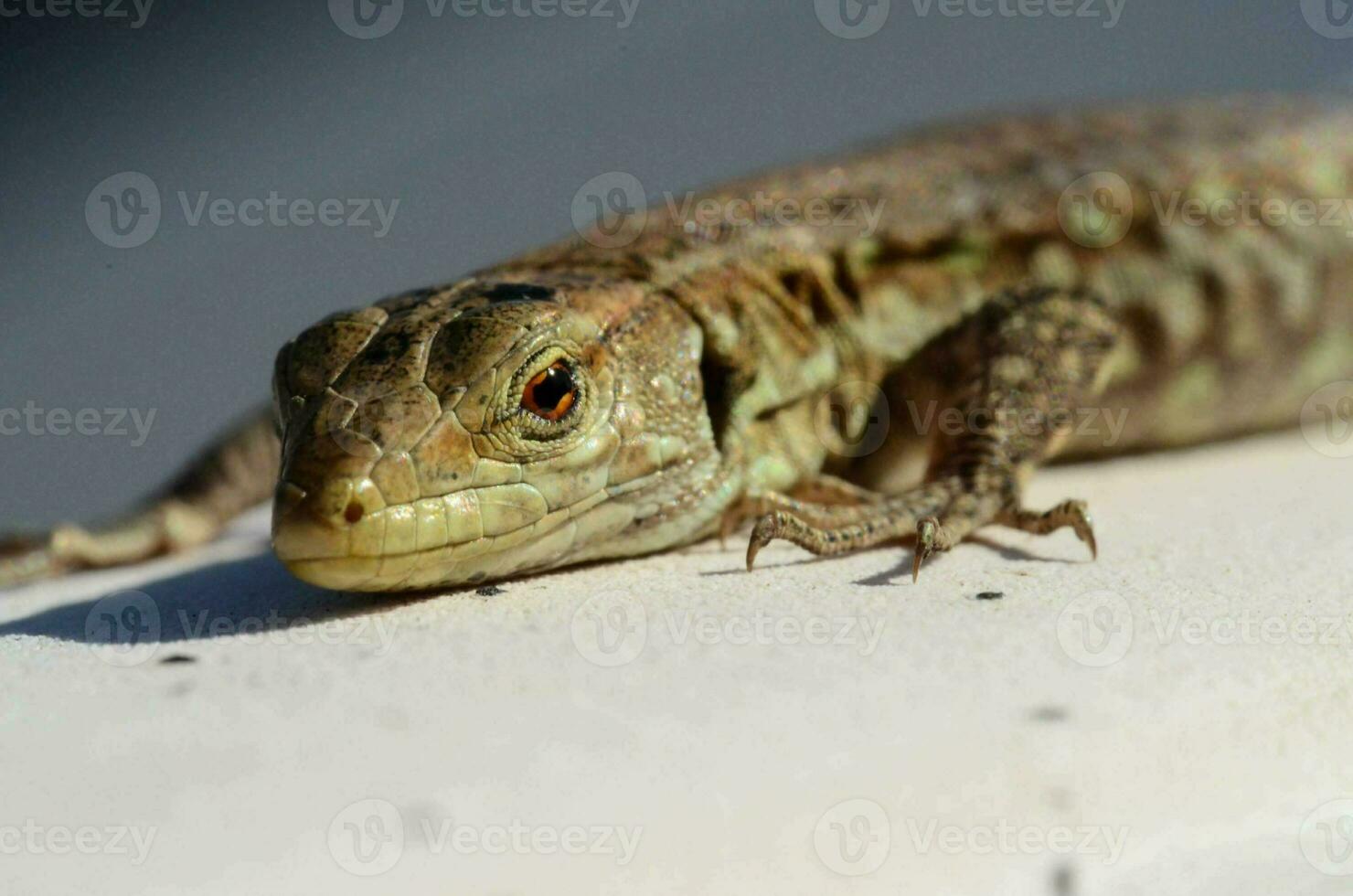 un lagartija es sentado en un repisa con sus ojos cerrado foto