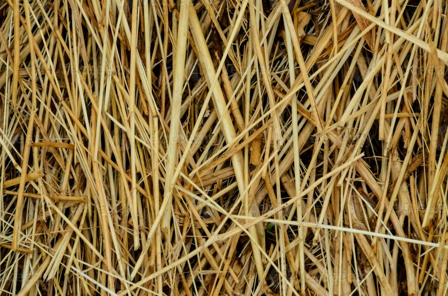 a close up of a pile of dry grass photo