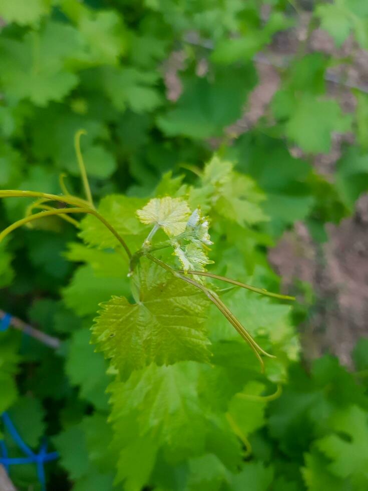 A bough of the vine before grape production photo