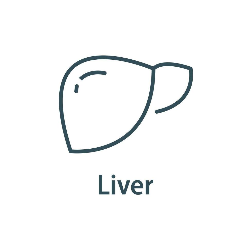 Human internal organ, healthy liver, vector line icon