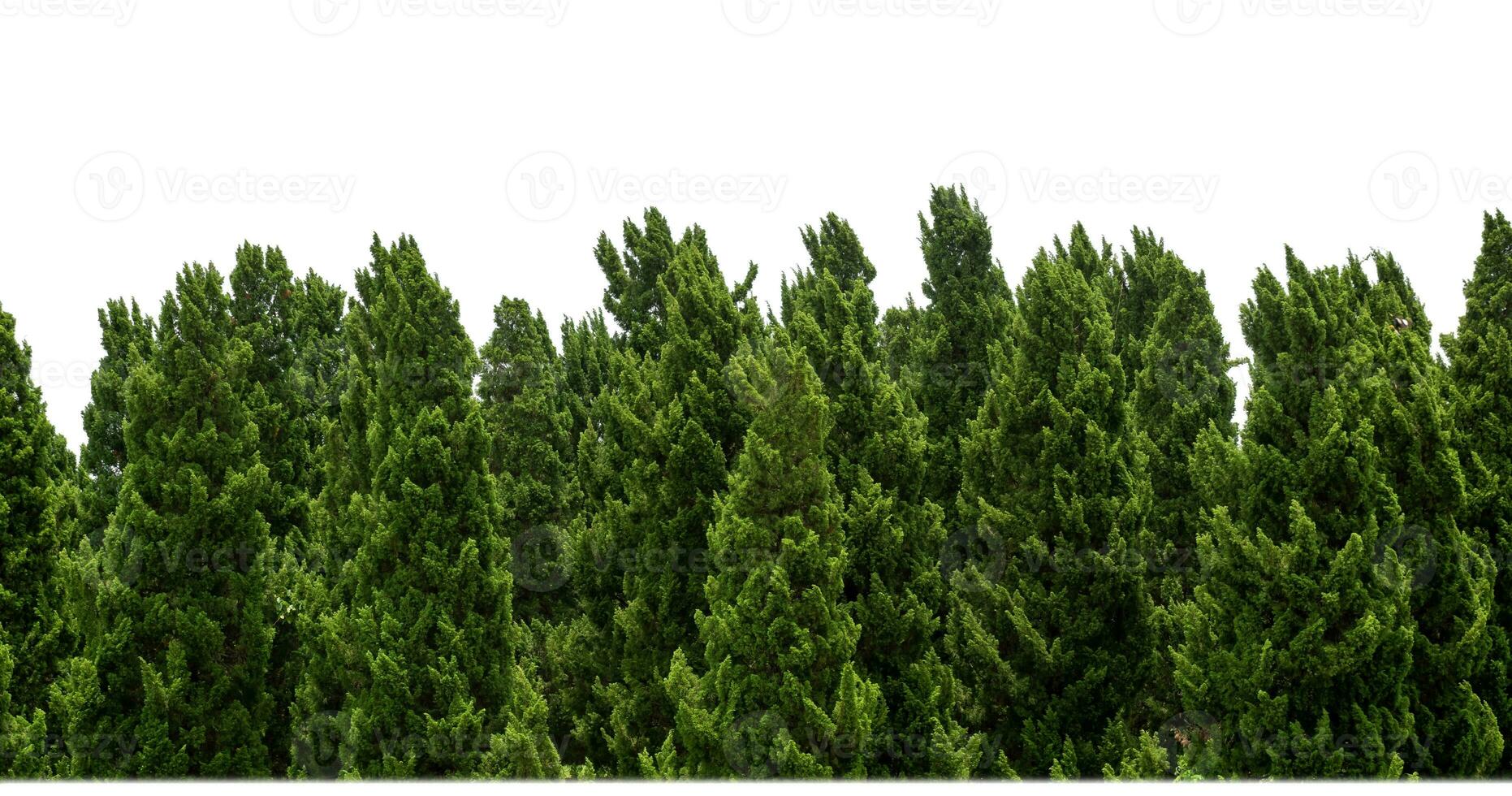 Pine trees tree for christmas isolated on white background.are Forest for both printing and web pages with cut path and alpha channel photo