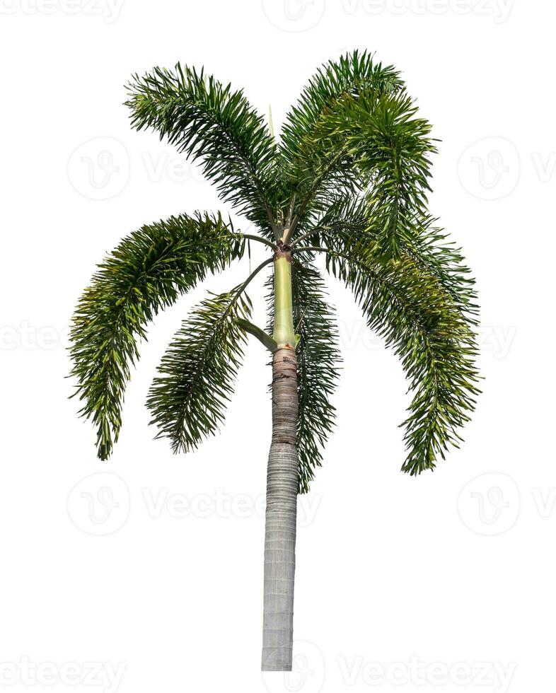 Green palm tree isolated on white background with clipping path and alpha channel. photo