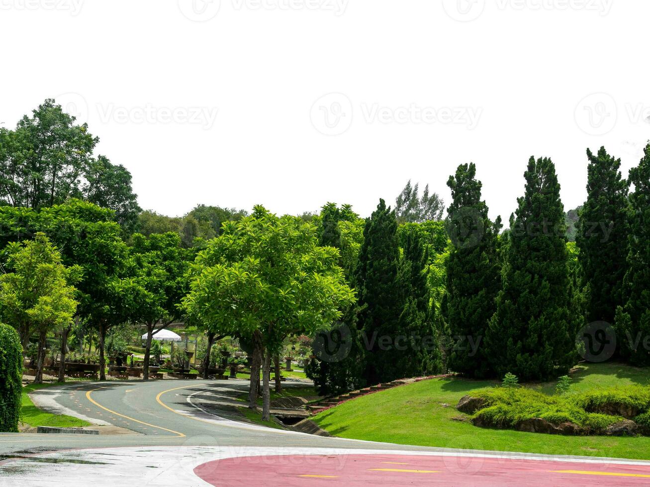 Outdoor park and shady trees providing shade on a white background. photo