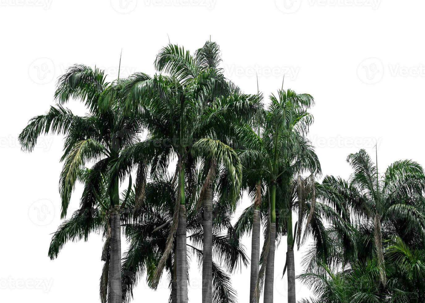 real palma árbol al aire libre parque en un blanco antecedentes. foto