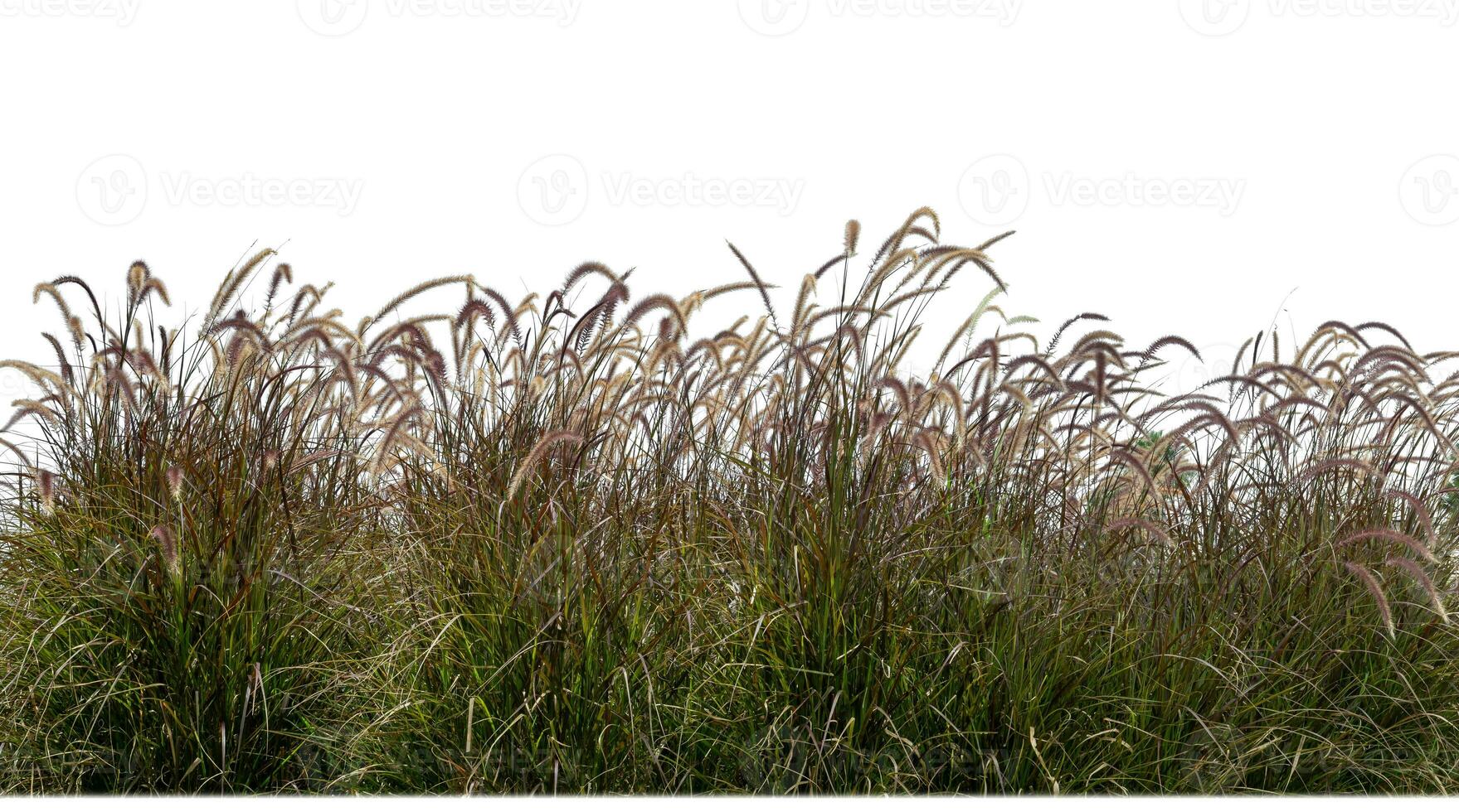 Growing purple grass in a field against a white background photo