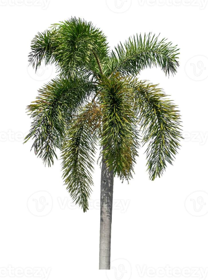 Green palm tree isolated on white background with clipping path and alpha channel. photo