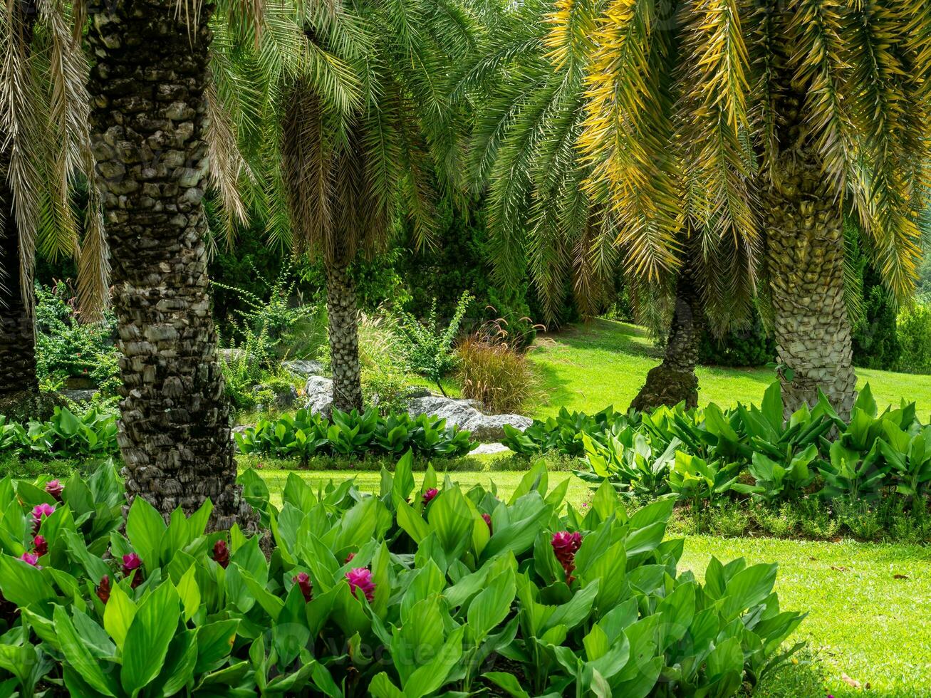 Beautiful plants in the Thai Botanic Garden. photo
