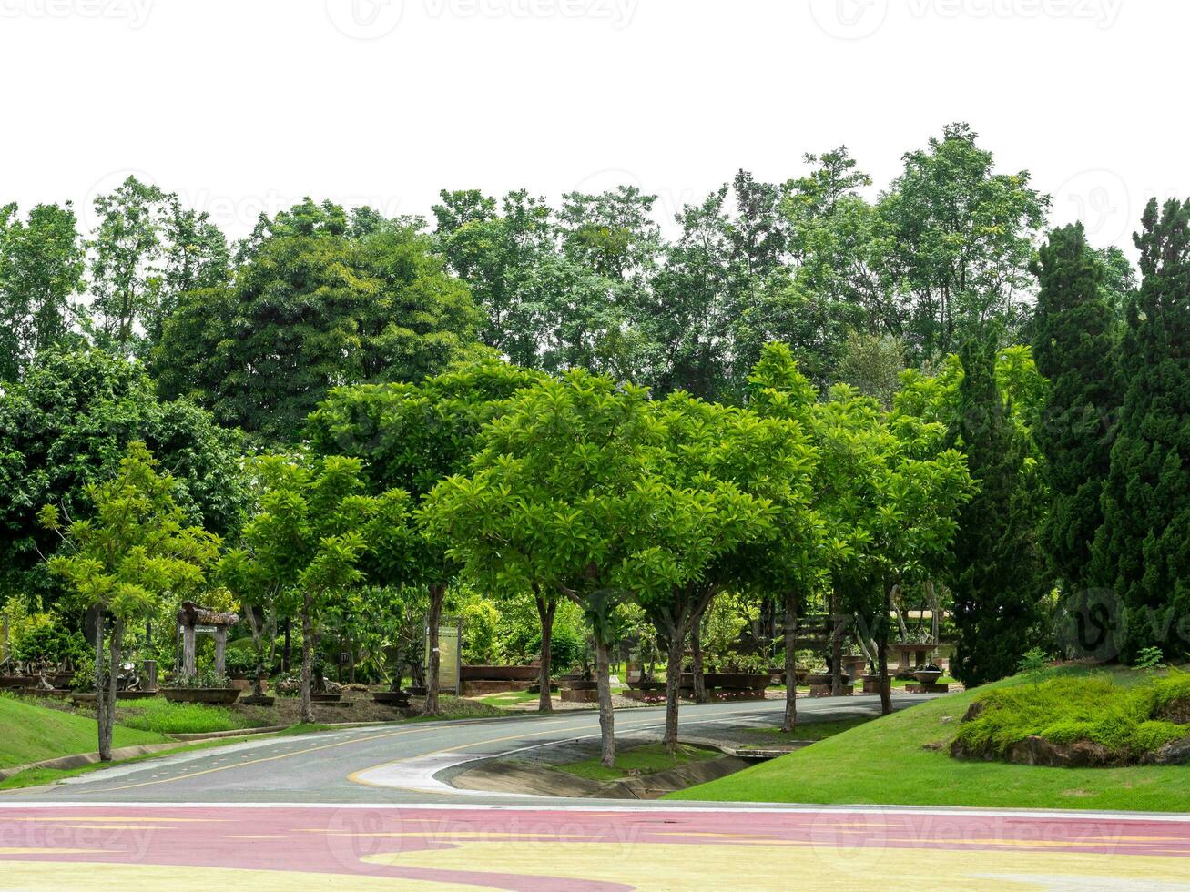 Outdoor park and shady trees providing shade on a white background. photo