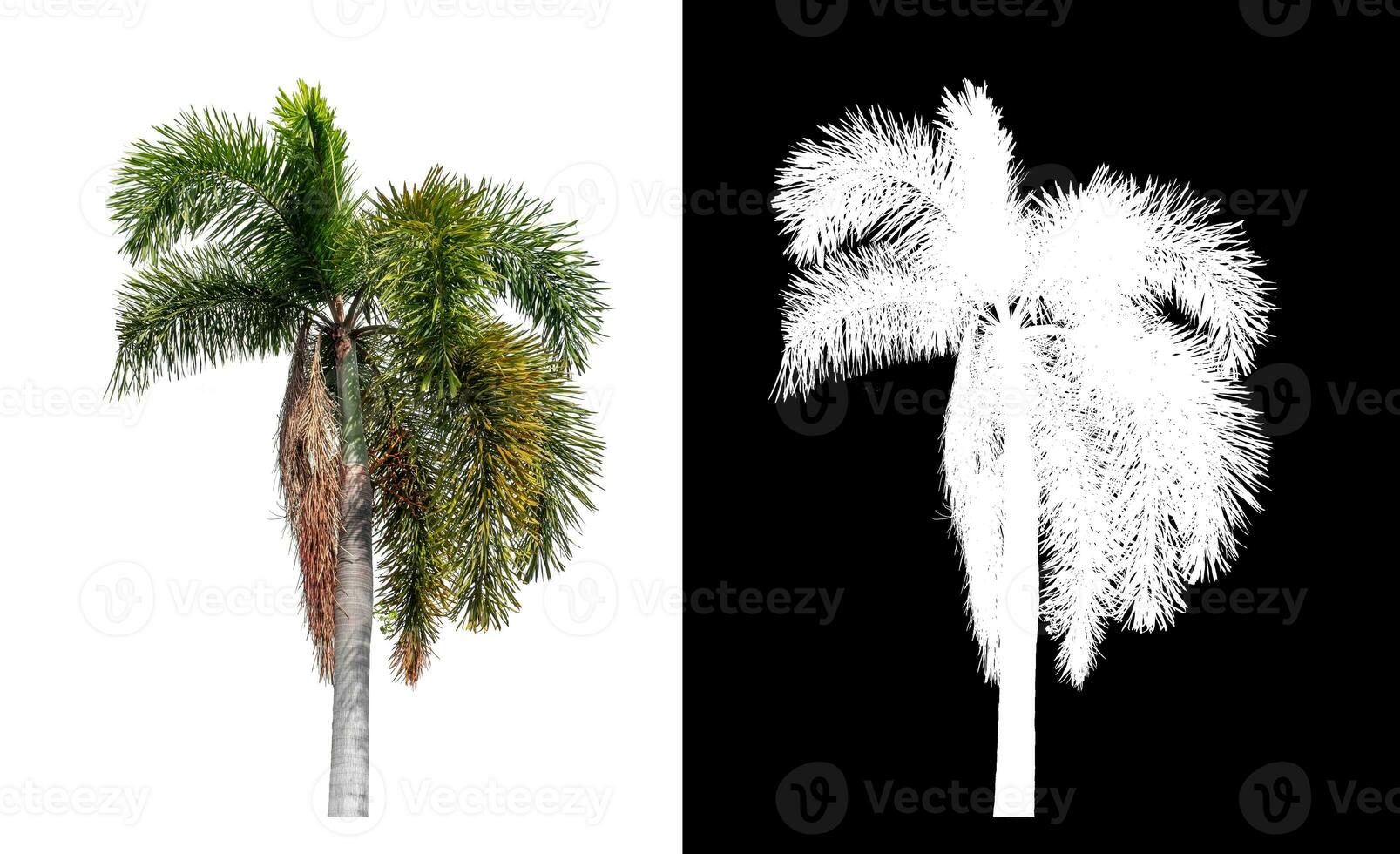 Green palm tree isolated on white background with clipping path and alpha channel on black background. photo
