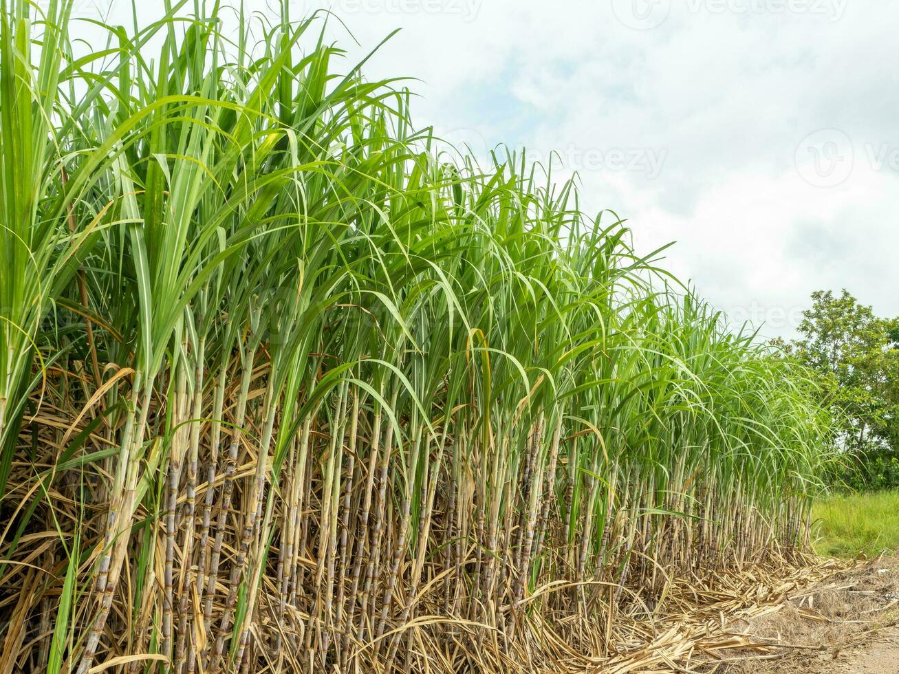 Caña de azúcar campos, azul cielo y claro cielo dias en tailandia foto