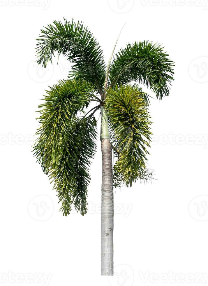 Green palm tree isolated on white background with clipping path and alpha channel. photo