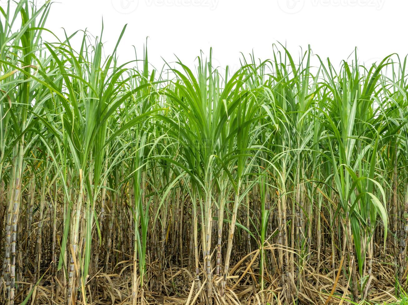 Sugarcane on white background with clipping path, suitable for print and web pages. photo