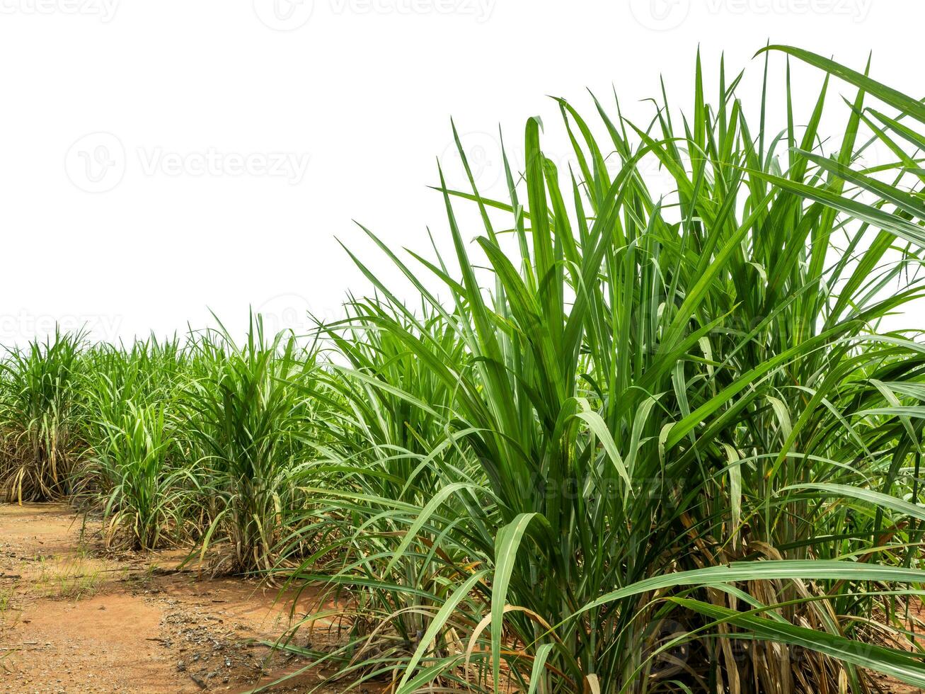 Sugarcane on white background with clipping path, suitable for print and web pages. photo