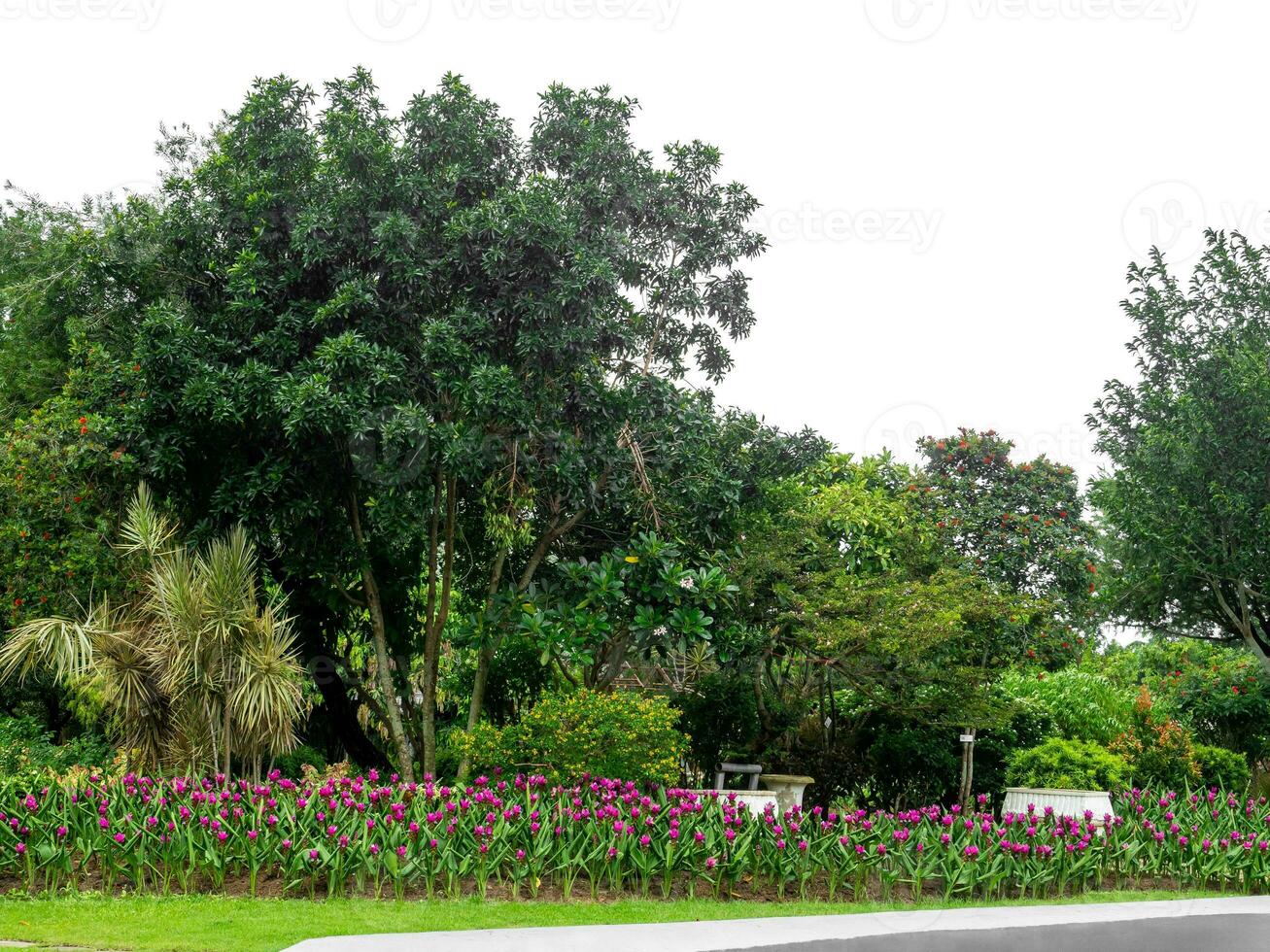 Outdoor park and shady trees providing shade on a white background. photo