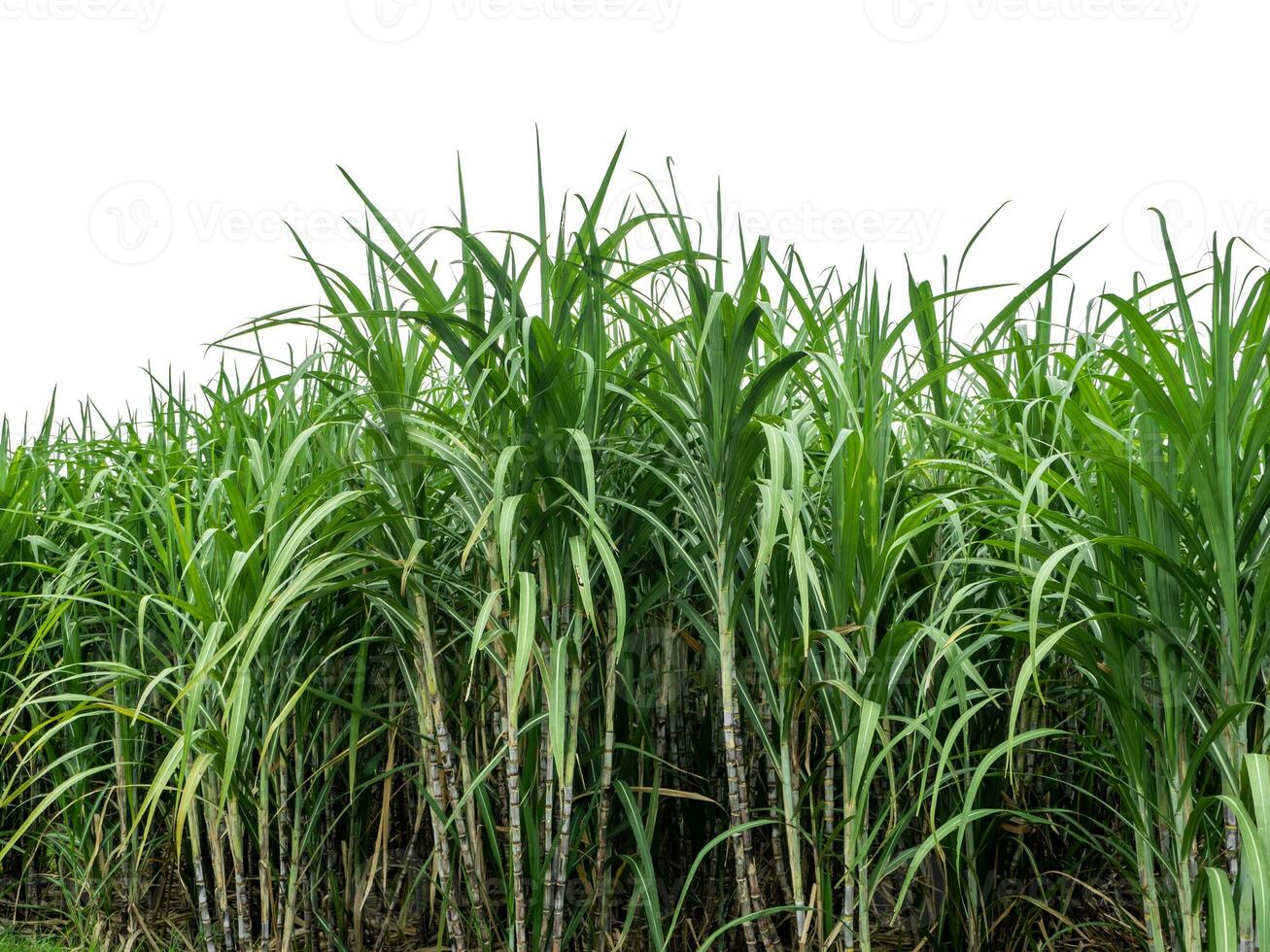 Sugarcane on white background with clipping path, suitable for print and web pages. photo