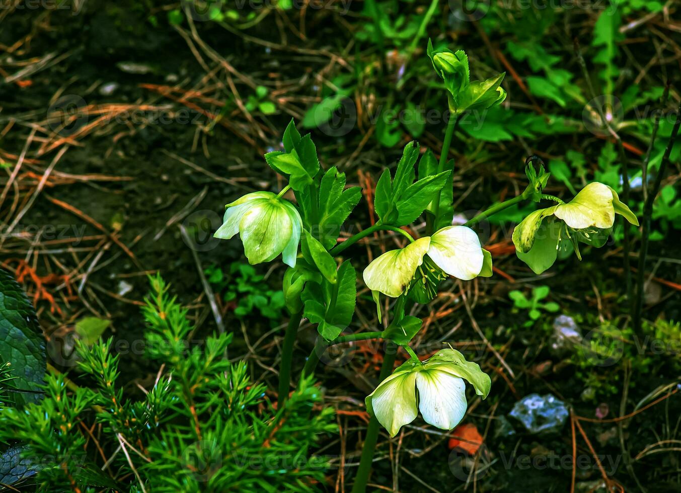 Winter blooms, cheerful pink and maroon spotted hellebore flowers in a sunny garden photo