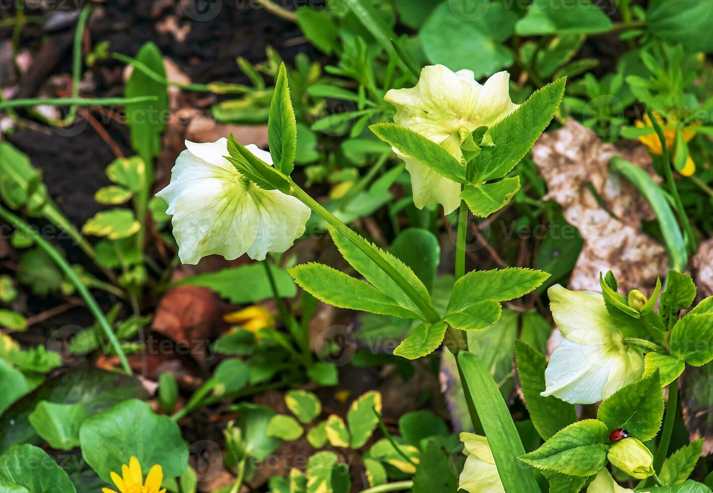 Winter blooms, cheerful pink and maroon spotted hellebore flowers in a sunny garden photo