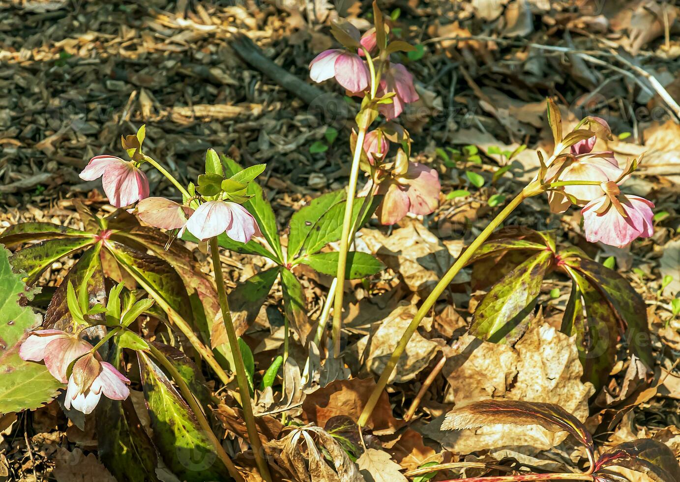 Winter blooms, cheerful pink and maroon spotted hellebore flowers in a sunny garden photo