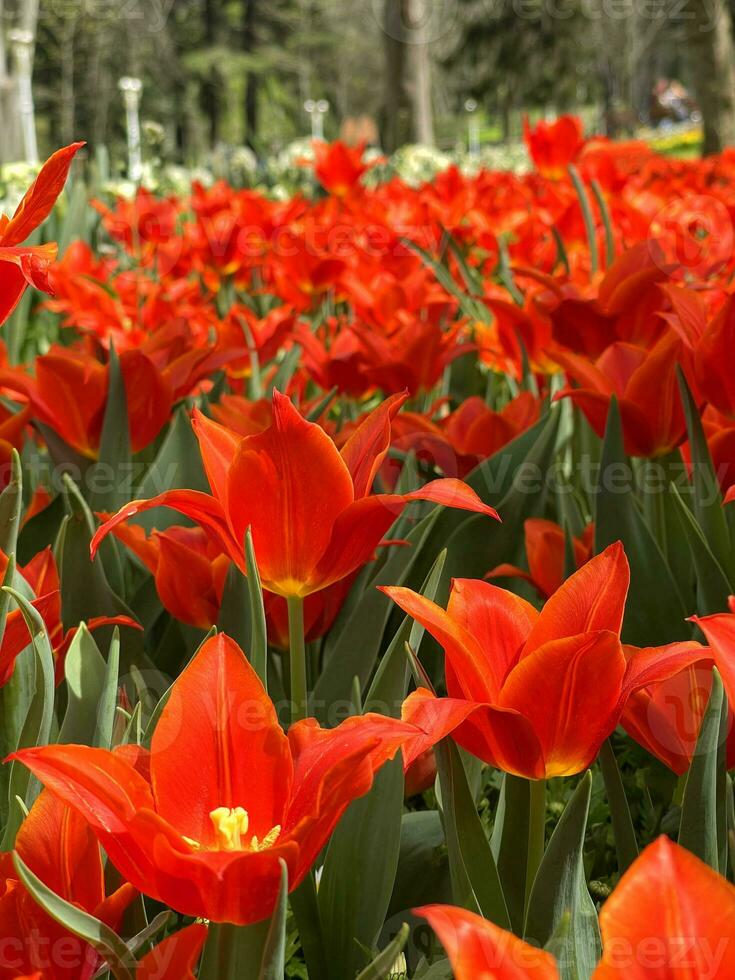 Red tulip close up in Gulhane Park, Istanbul. Floral background photo