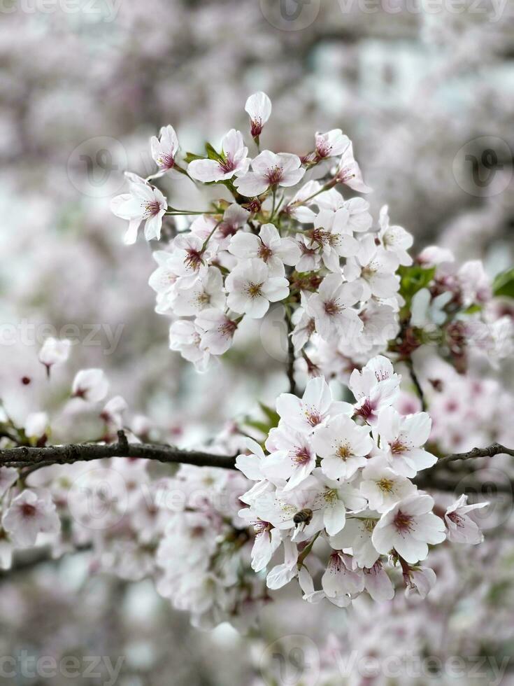 Blooming cherry tree close up view photo