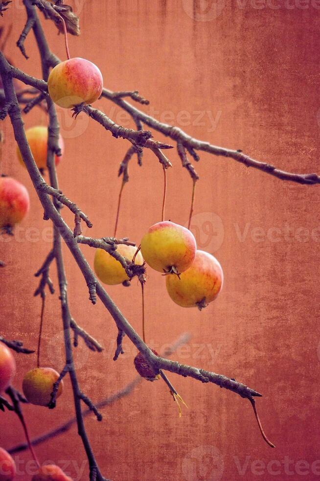 small red wild paradise apples on an autumn leafless tree branch photo