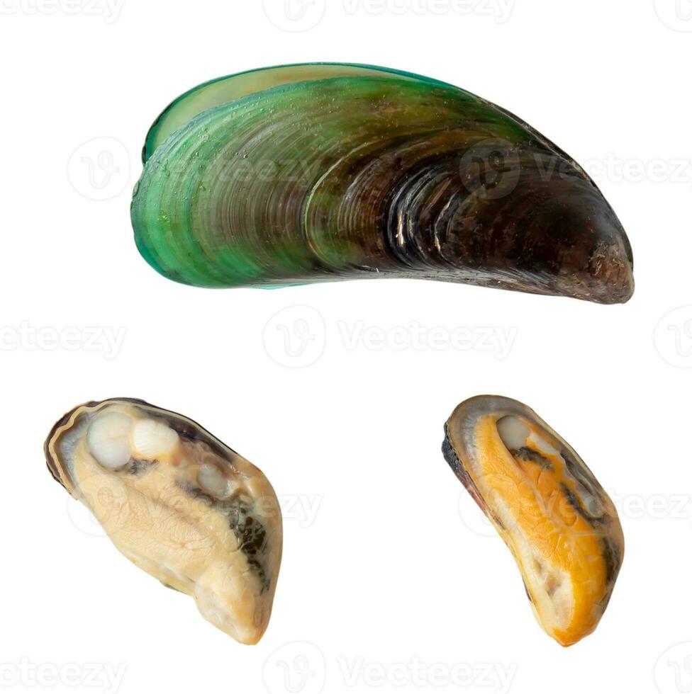 parte superior ver de cocido o al vapor verde mejillones carne con cáscara aislado en blanco antecedentes con recorte camino foto