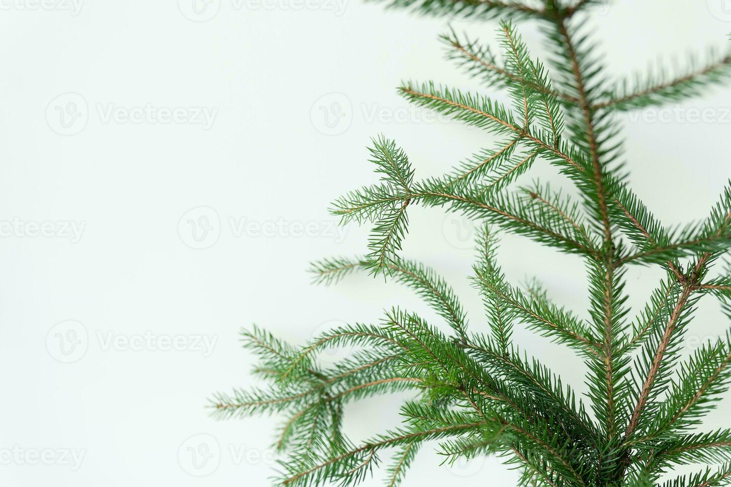 Green Christmas tree branch isolated on a white background. Place for an inscription. Christmas and New Year celebration concept. photo