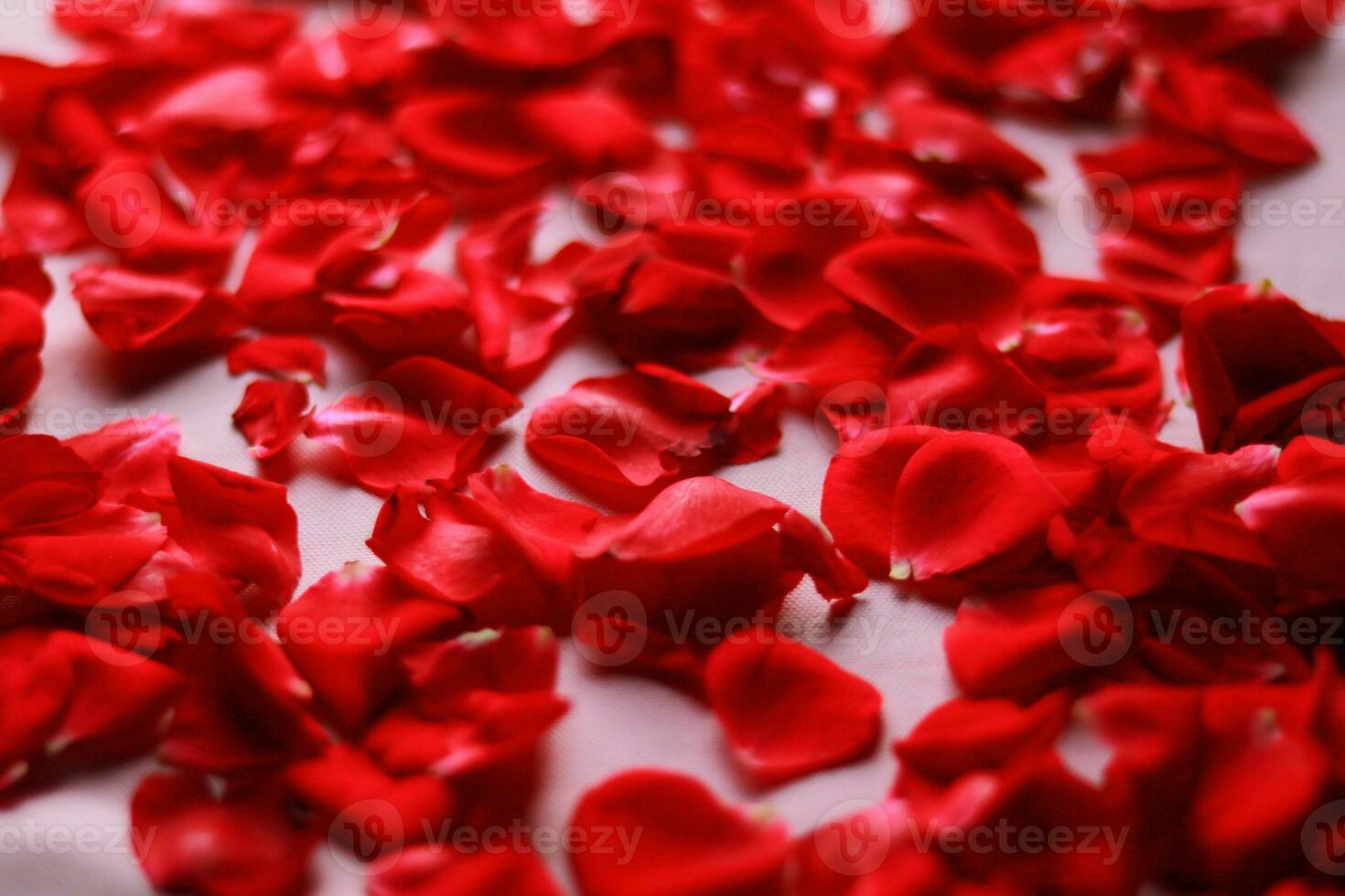 Red rose petals are a romantic background for wedding design, Red rose petals background photo