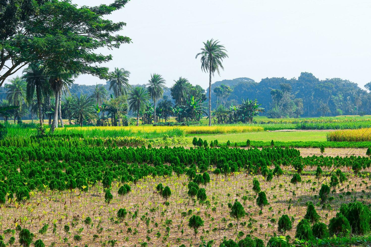 Beautiful green nature background with rice fields and Oriental arbor vitae field photo