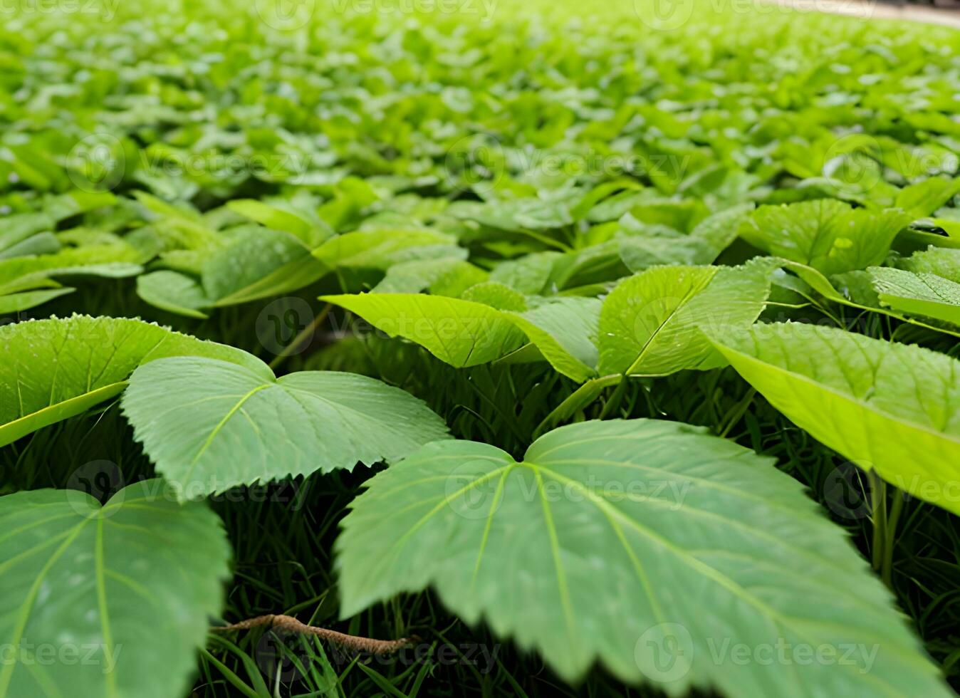 Close up of nature view green leaf on blurred greenery background under sunlight with bokeh. AI Generated photo