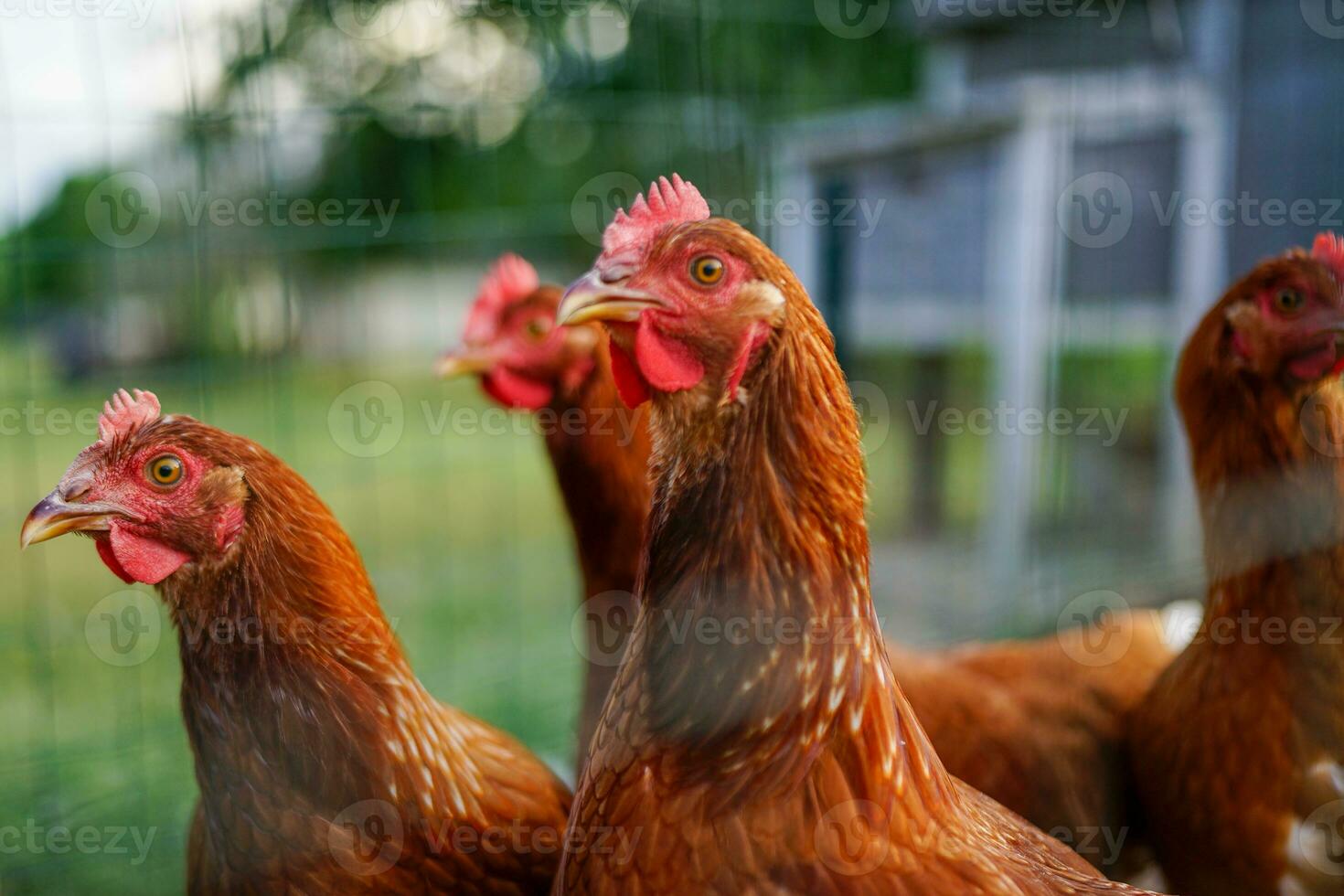 Chickens Looking Through a Fence photo