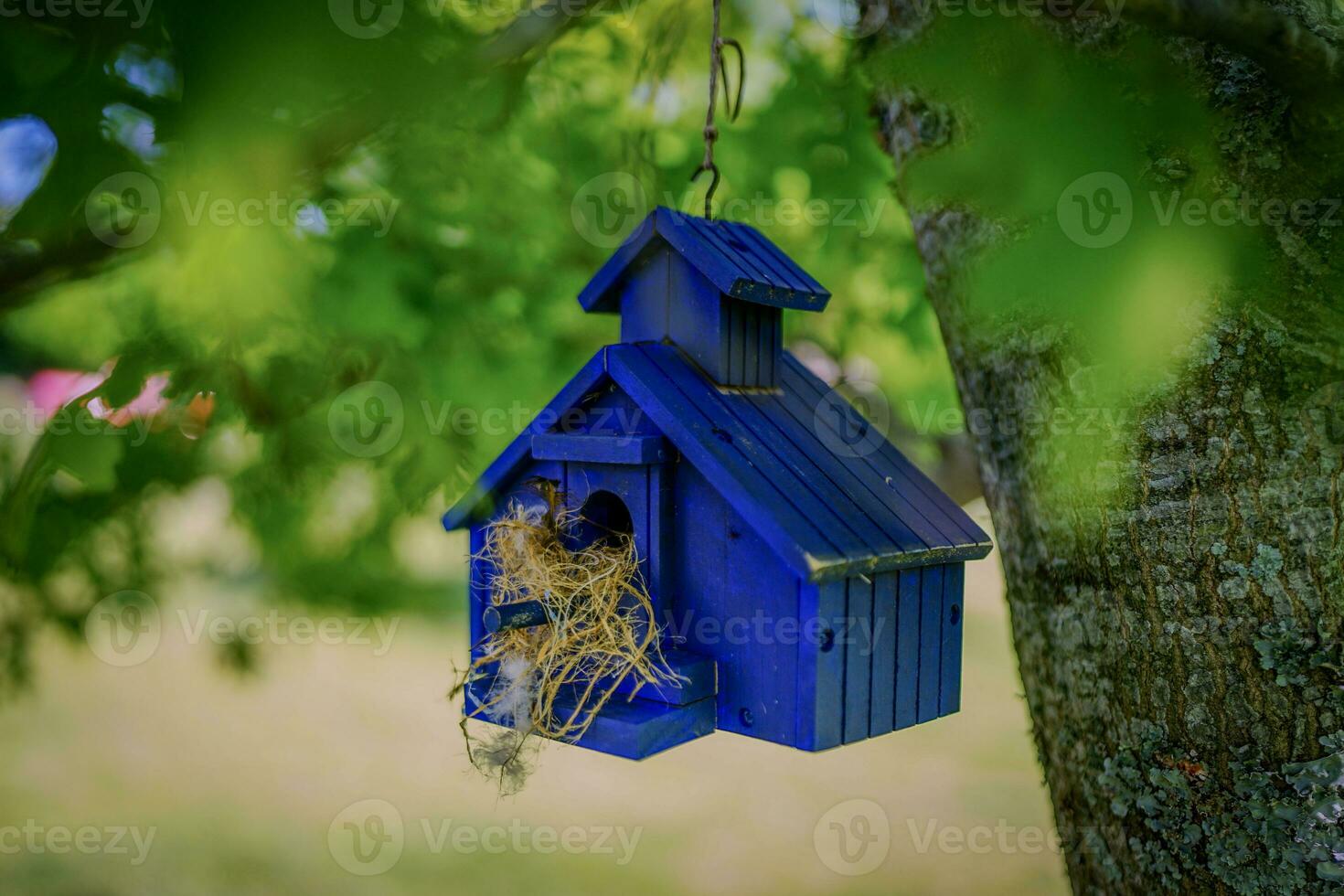 Closeup of Active Blue Birdhouse Hanging from Oak Tree photo