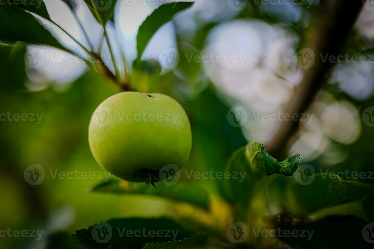 Green Apple growing on branch photo