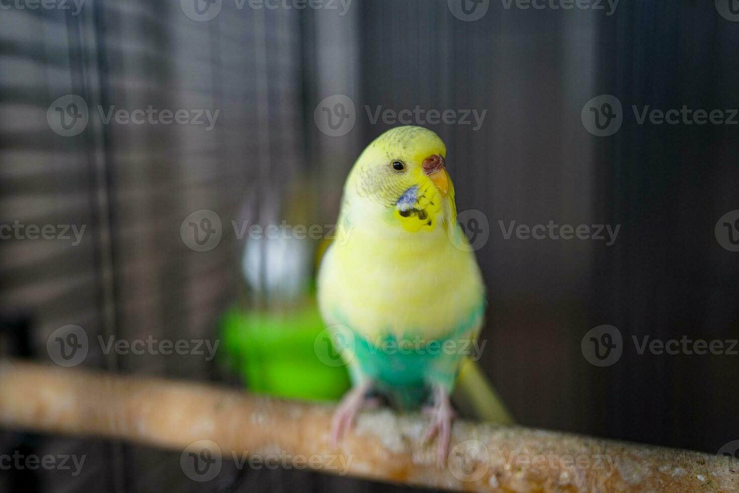 Yellow and Green Bird Perched on a stick inside a cage photo