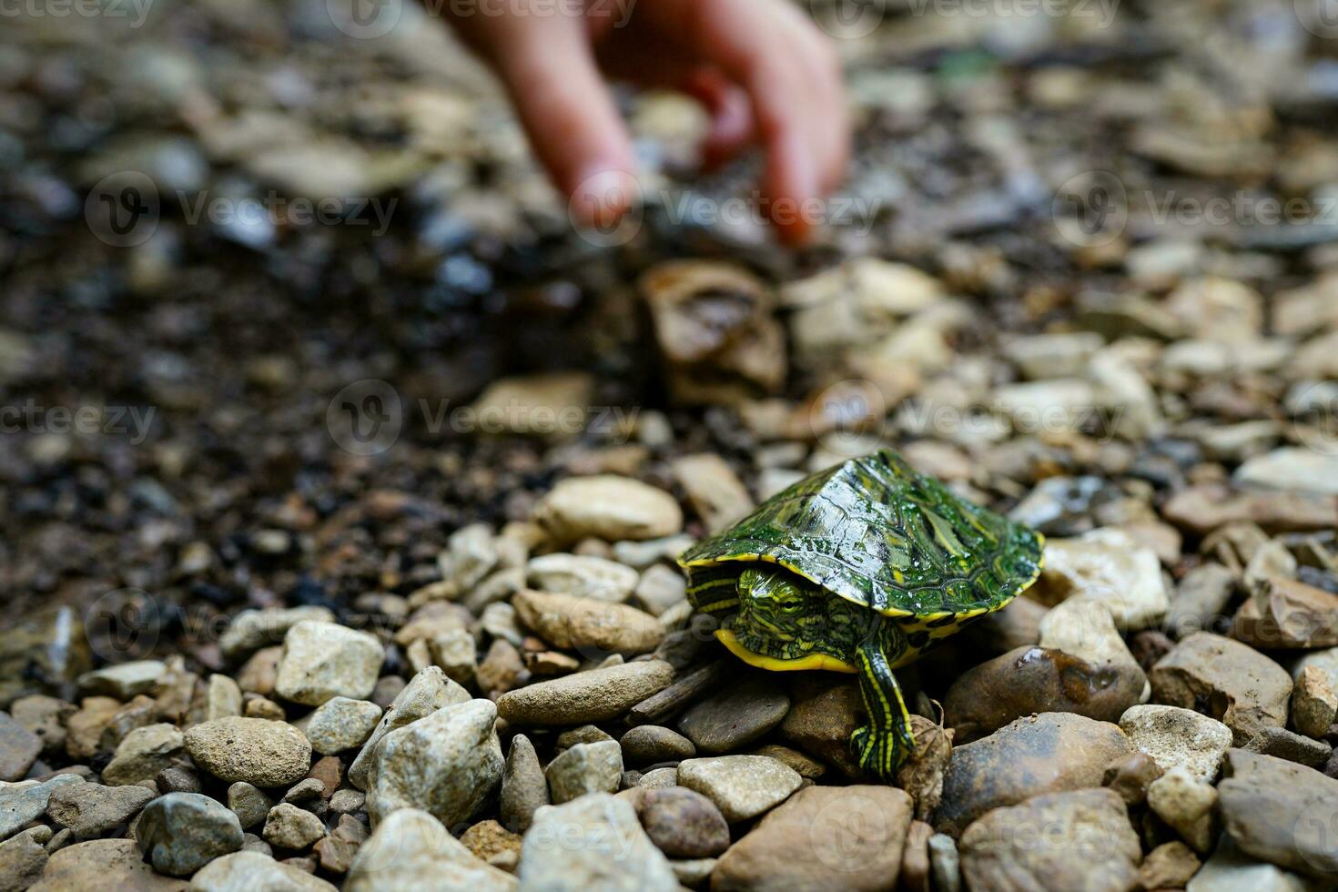 Child reaching for a small river turtle photo