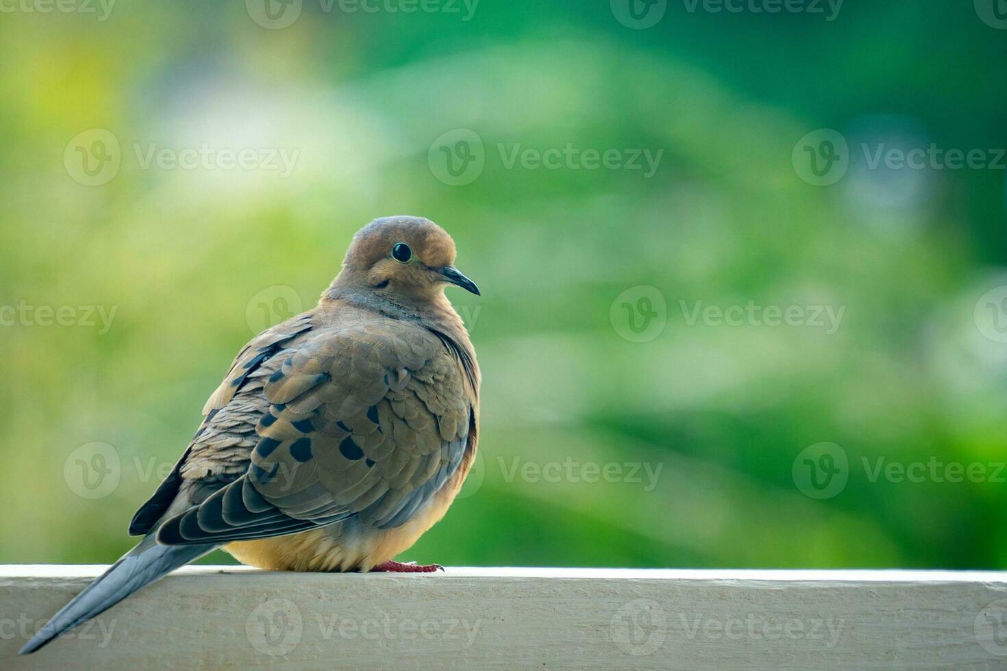 Mourning Dove Sitting on Fencepost Against Bokeh Green Background photo