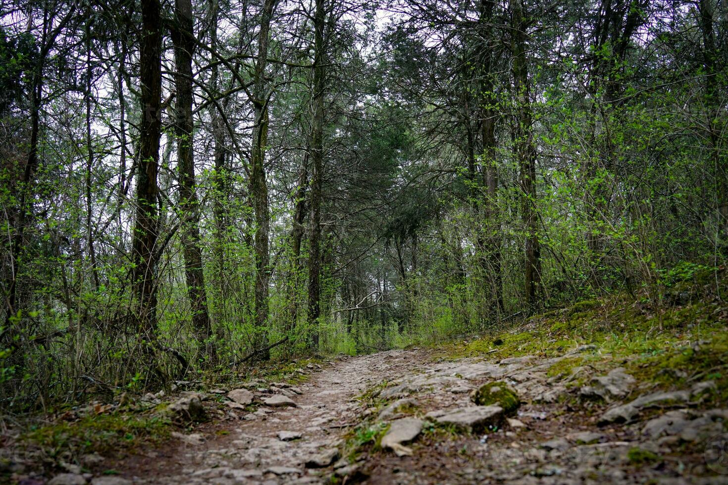 Rocky Pathway Deep in the Woods in Early Spring Against Bright Green Foliage Undergrowth and Cloudy Sky photo