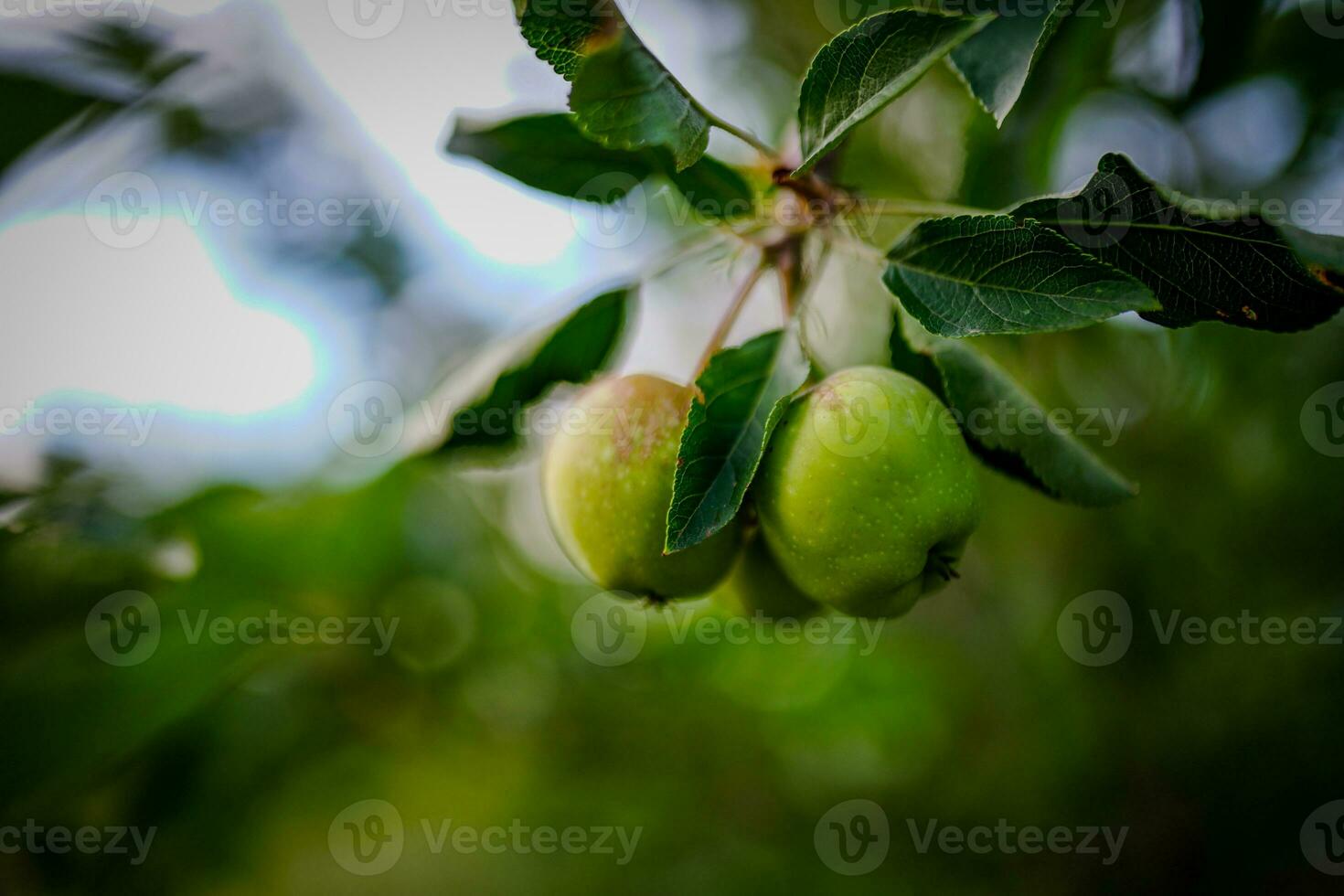 Green apples growing on branch photo