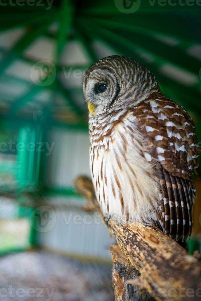 Owl Perched on a Stick Looking Sad With a Clipped Wing photo