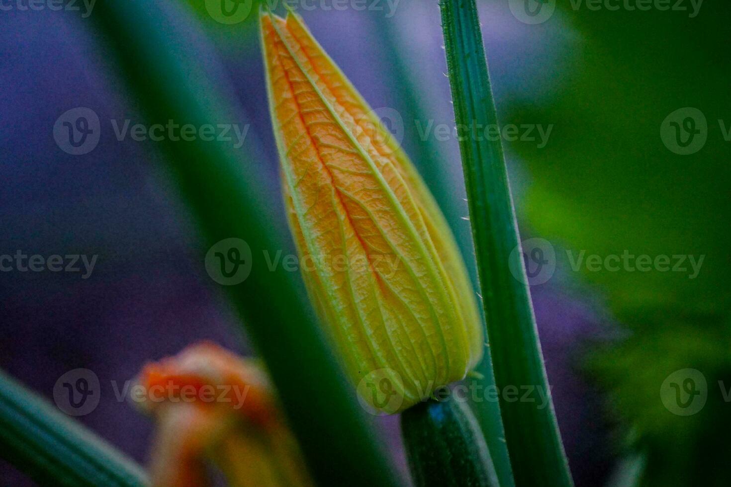 Closeup Zucchini Flower Ready to Blossom photo