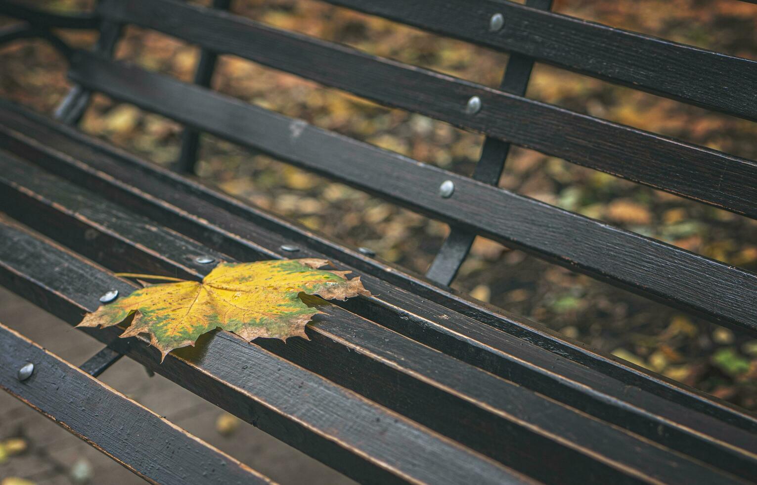 Lone yellow maple leaf on a park bench. Autumn time. Eye charm. Your time is wonderful to me. CINEMATIC photo