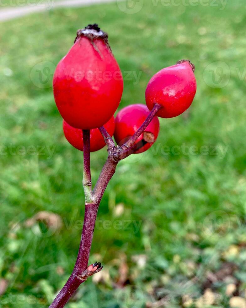 Rose hips ripe red berry on bush. photo