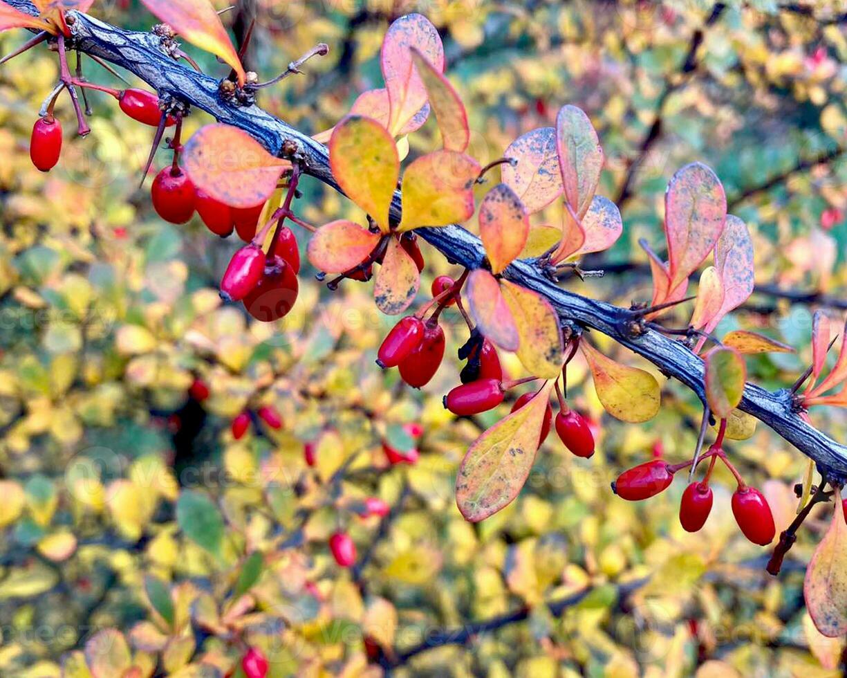 maduro rojo bayas de bérbero en el otoño jardín. un ornamental planta usado en setos y fronteras agrio especias alternativa medicamento. foto